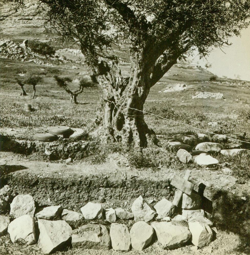 Hill 609 Bizerte, 6/5/1943. Tunisia -- German Graves, Land Mines, Foxholes, Barbed Wire, Ammunition, Artillery Fire Mounds 6/5/43;