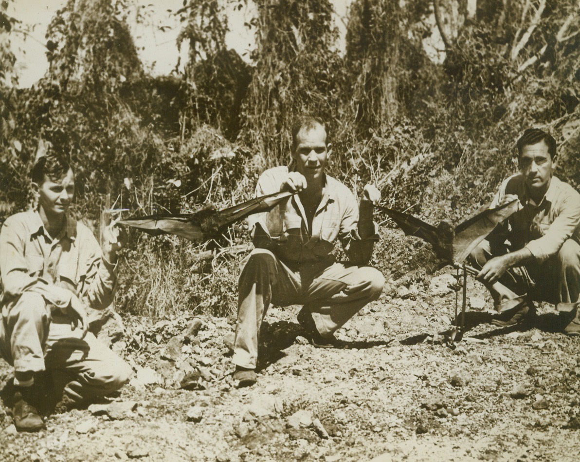 They Bag All Kinds of Rodents, 11/12/1943. Somewhere in the South Pacific – Known fro their ability to bag Japs, our Marines are adept at capturing any kind of rodent. Bagging bats with slingshots is a new sport that is fast gaining popularity among the Leathernecks. Here, posing with their catch are: (left to right): Cpl. John Robuda, South Haven, Mich.; Pfc. Willie (cq) L. Adams, Columbus, GA.; and Sgt. John R. Varese of Chicago, Ill. Credit: U.S. Marine Corps photo from ACME;