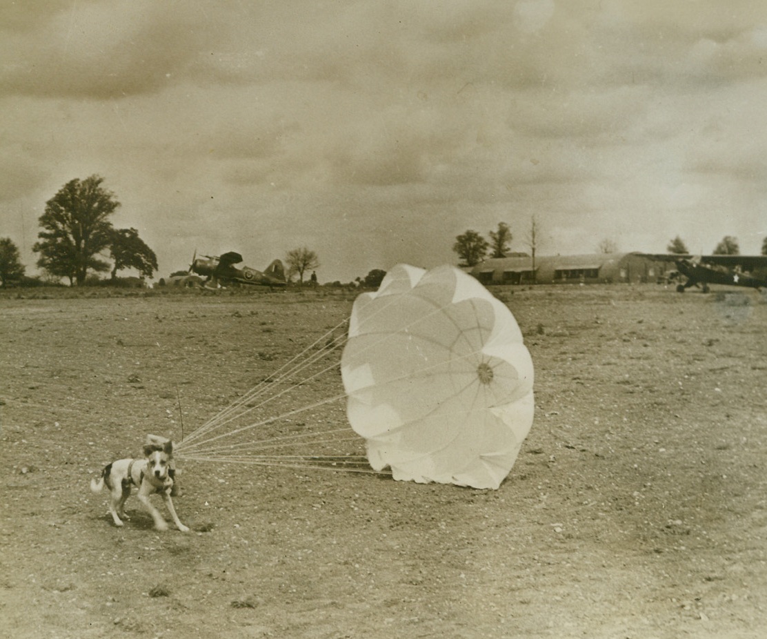 What's In A Breed?, 12/7/1943. ENGLAND – Although his breed is uncertain, this spunky terrier is chock full of the stuff that heroes are make of. Called “Salvo” by the Airmen for whom he is a mascot, the dog goes on operational flights and makes parachute jumps whenever his masters take to the silk. Landing after a jump, Salvo plants his feet firmly on the ground, to resist the pull of his billowing chute, until someone comes along to unharness him.Credit: U.S. Signal Corps photo from ACME;