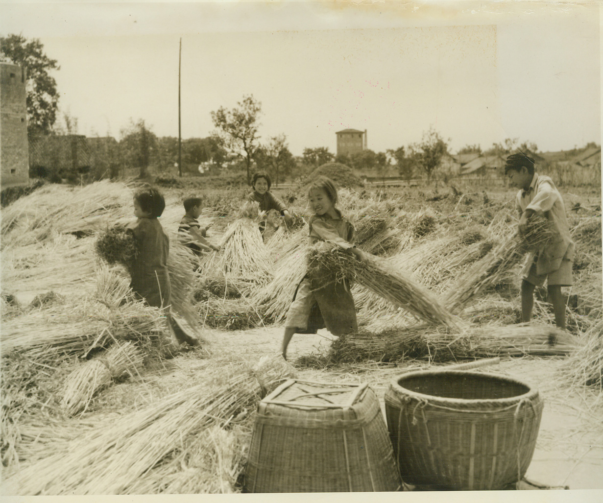 China Feeds American Warbirds, 6/20/1944. China – While many of their own suffer from the lack of food, China, nevertheless, has mobilized its agricultural resources to see that the American air and ground crews under Maj. Gen. Claire Chennault and comprising the 14th U.S. Army Air Force, are well fed.  Their supplies limited almost solely to fuel, parts and equipment that are flown over “the hump” by the ATC planes because the Japs closed the Burma road, these Yank airmen must depend on food grown and processed in China, itself.  But the Chinese, noble in their duty to an ally fighting in their own country against their enemy—the Jap—are responding to a degree far beyond the limits of ordinary hospitality.  Using crude methods, nonetheless effective, the gallant Chinese are producing foodstuffs in ever-increasing quantities to meet the needs of constantly augmented U.S. units in China.  With the bombing of the Japanese mainland by super fortresses, China has seen the beginning of the reward her people have been striving for – the complete neutralization of Japan as a militaristic world power.  It was through the hard work of the Chinese in building bases and supplying food for the airmen of the huge B-29s, that this raid was possible.  From these bases in China, it is believed, will come more and more raids on Nippon and, eventually, the all important attack preceding the invasion of the Japanese mainland.  In this series of photos made by ACME War Pool photographer Frank Cancellare, Chinese farmers, their wives, and even their small children are shown as they labor to make the soil produce more – and yet more food so that the Americans fighting and flying for them, shall not go hungry.   New York Bureau Enjoying themselves as though they were playing a game, Chinese children bundle wheat after it has been cut by hand.  Note ancient blockhouses, (background), once uses as a defense against neighboring war lords and bandits. Credit line (ACME photo by Frank Cancellare for War Picture Pool);