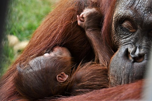 Baby Orang